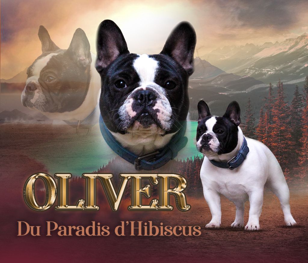 Oliver Du Paradis D'Hibiscus