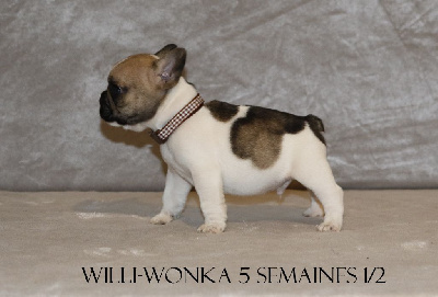 Willi-Wonka