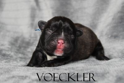 Voeckler