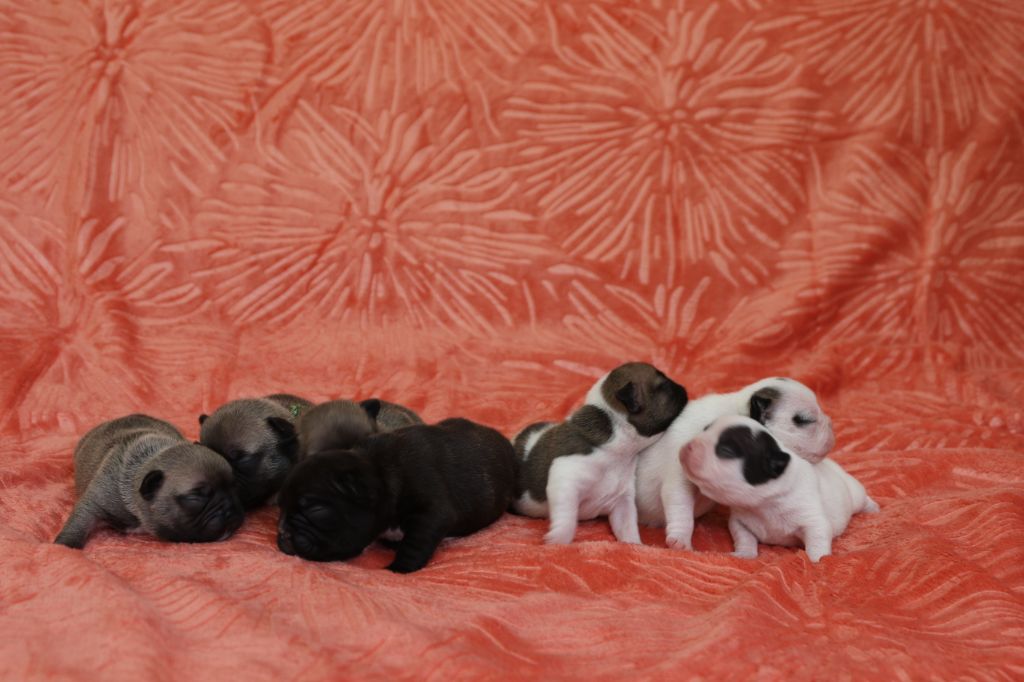 chiot Bouledogue français Du Paradis D'Hibiscus