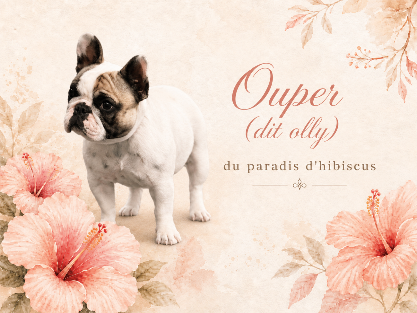 Ouper dite olly Du Paradis D'Hibiscus