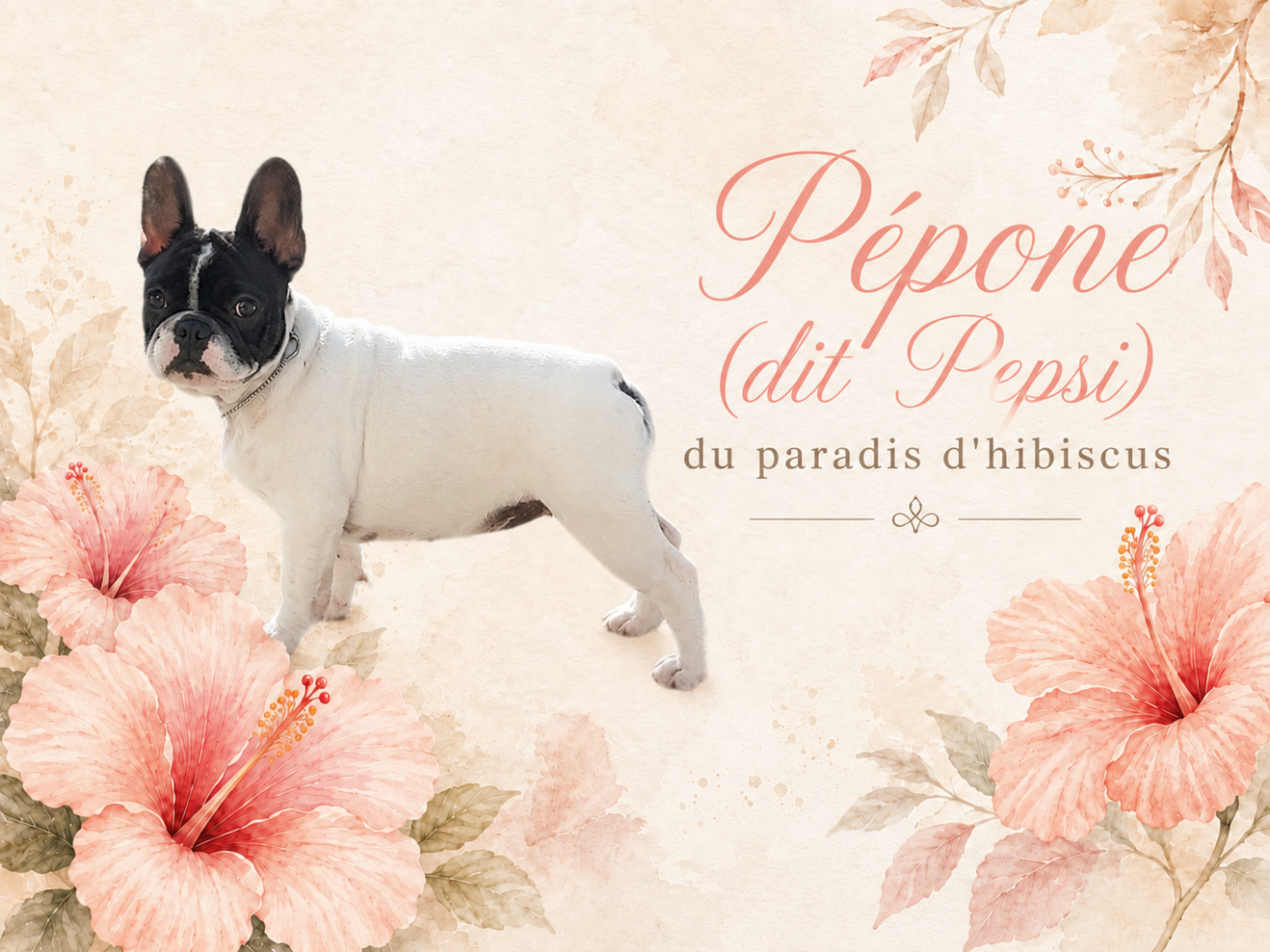 Pepone dite pepsi Du Paradis D'Hibiscus
