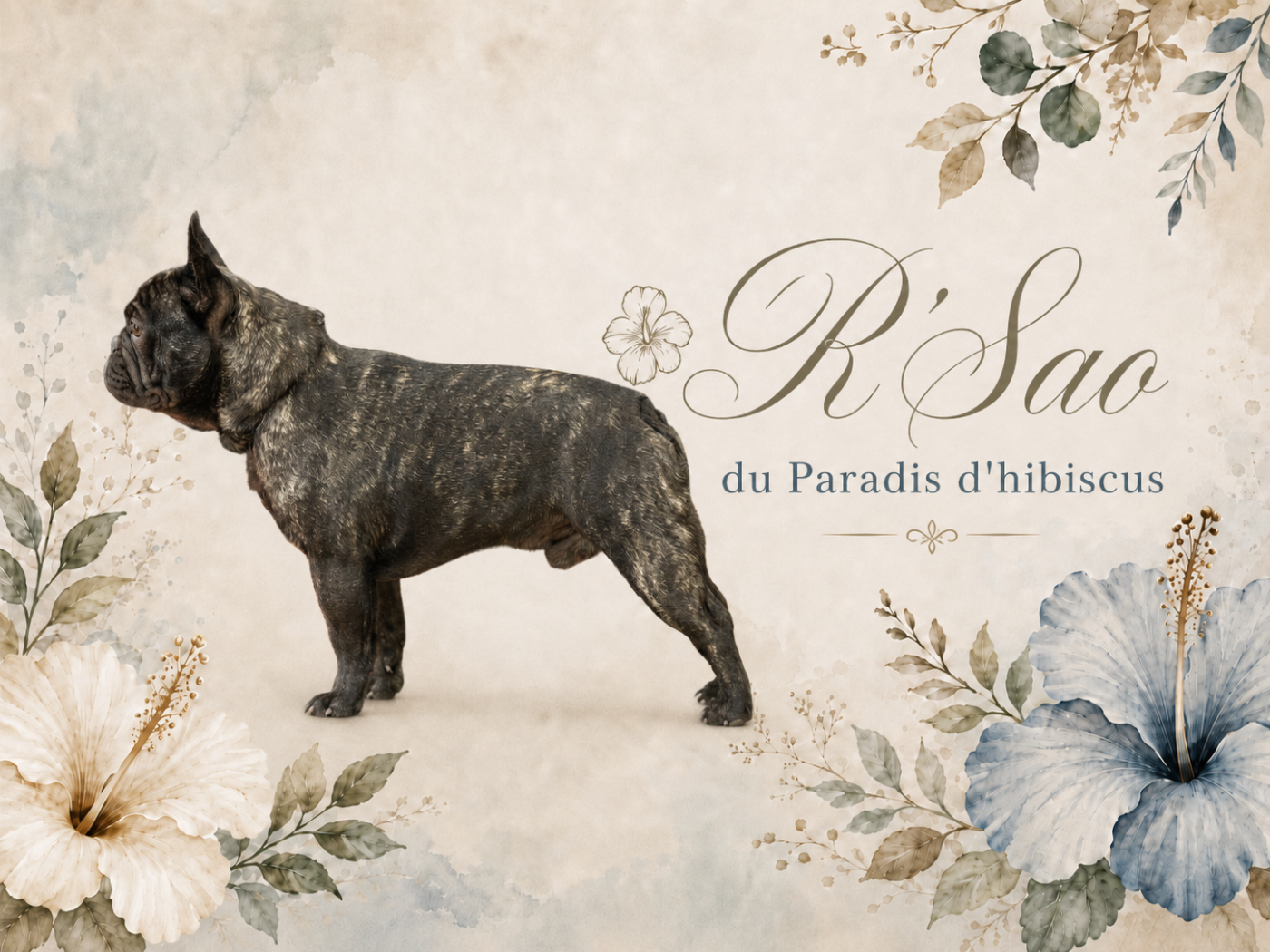 R'sao Du Paradis D'Hibiscus