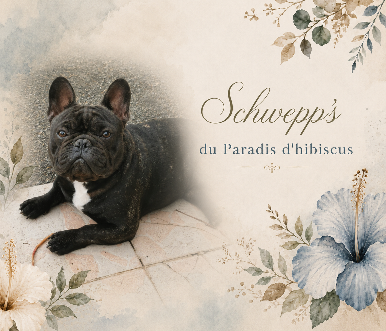 Schwepp's Du Paradis D'Hibiscus
