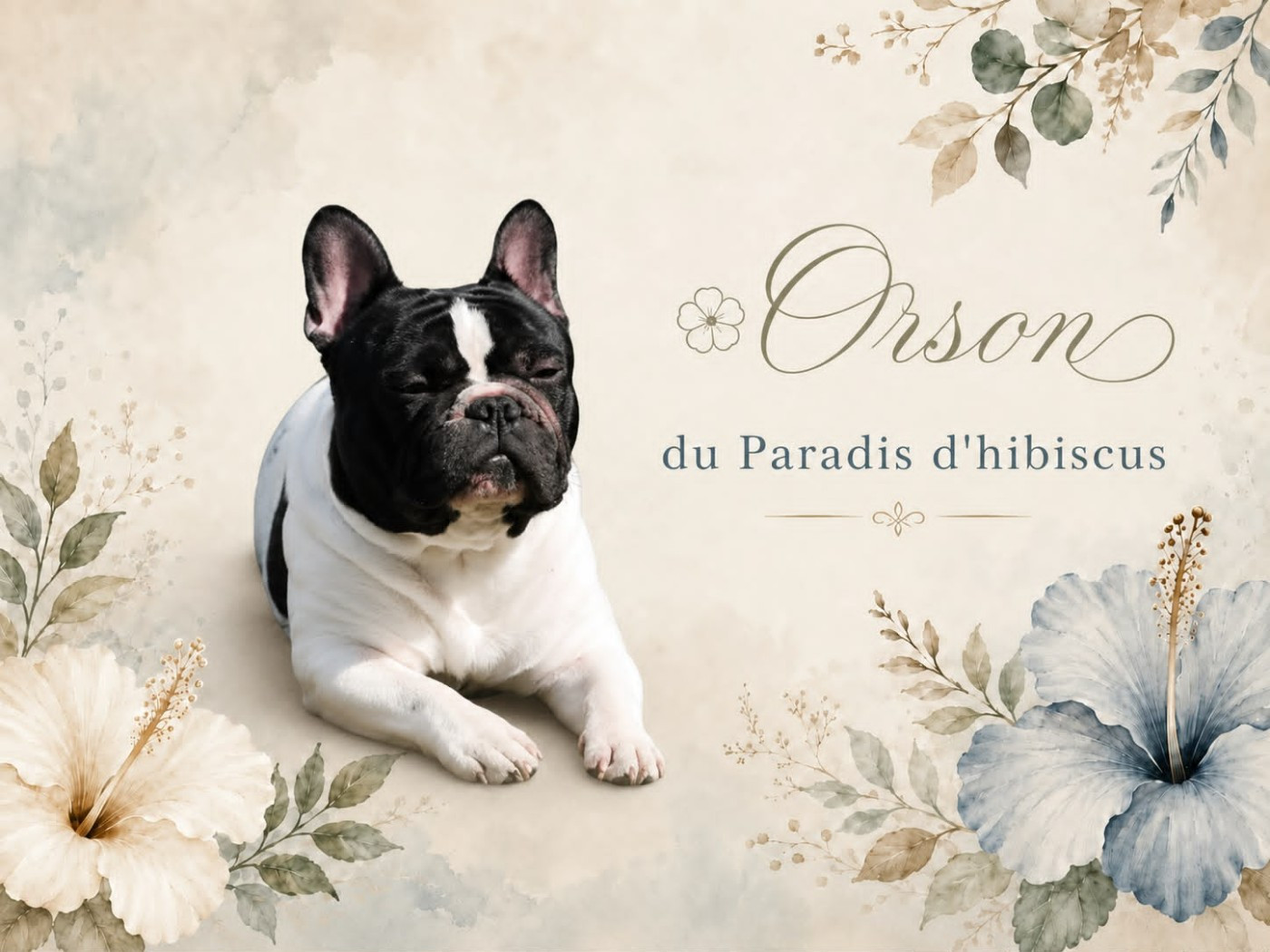 Orson Du Paradis D'Hibiscus