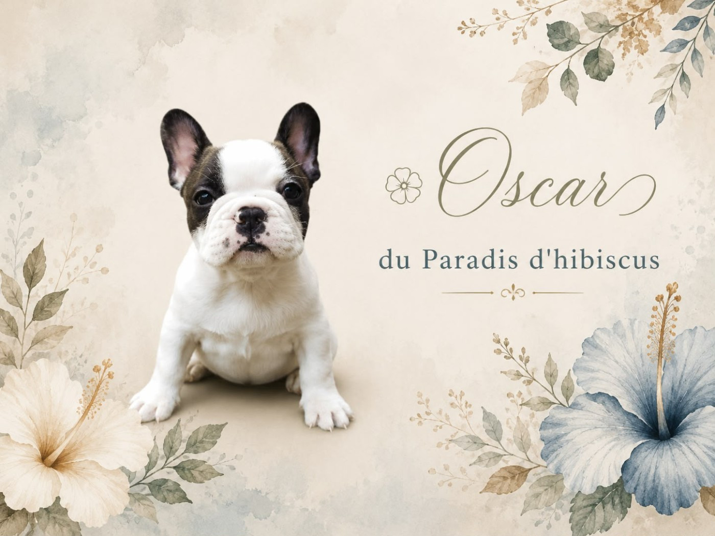 Oscar Du Paradis D'Hibiscus