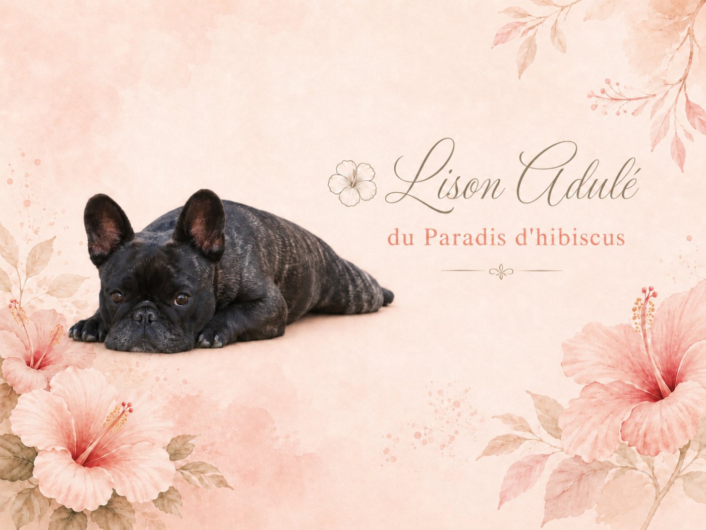 Lison adule Du Paradis D'Hibiscus