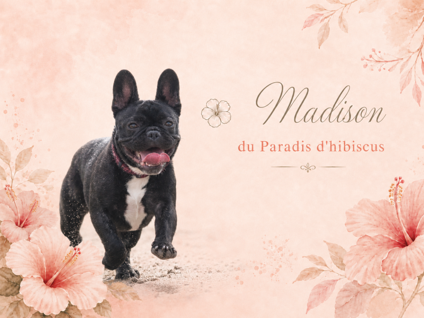 Madisson Du Paradis D'Hibiscus