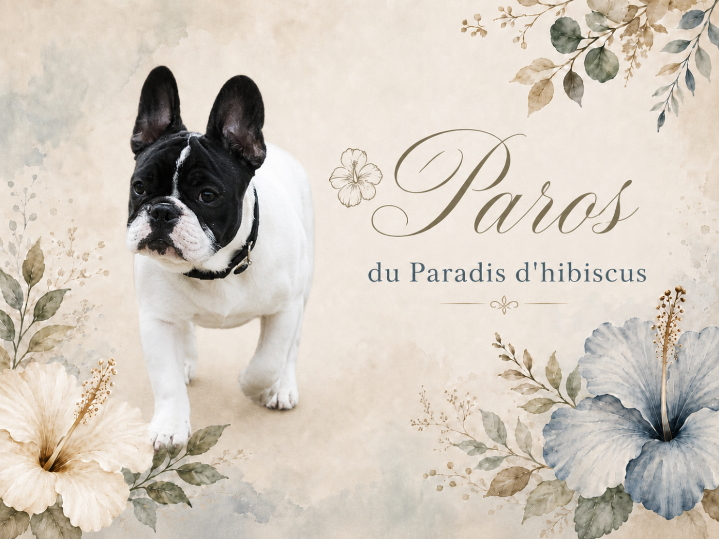 Paros (dit pato) Du Paradis D'Hibiscus