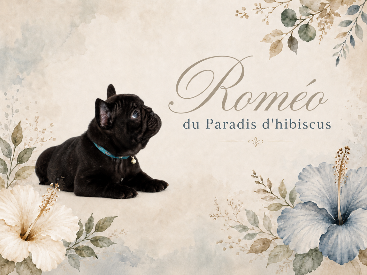 Roméo Du Paradis D'Hibiscus