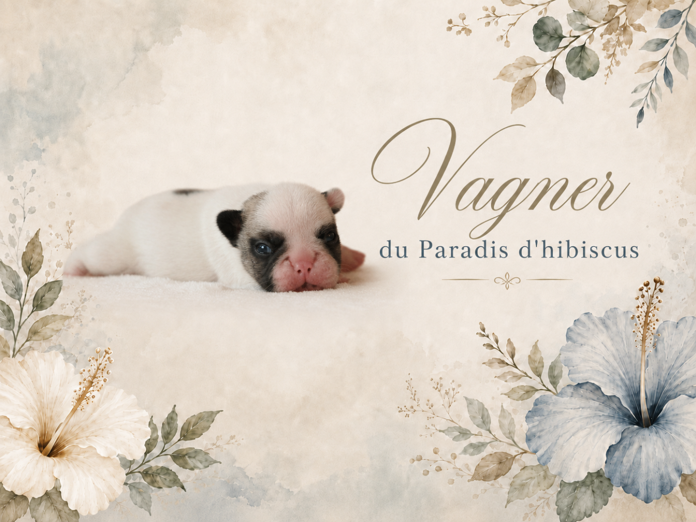 Vagner Du Paradis D'Hibiscus