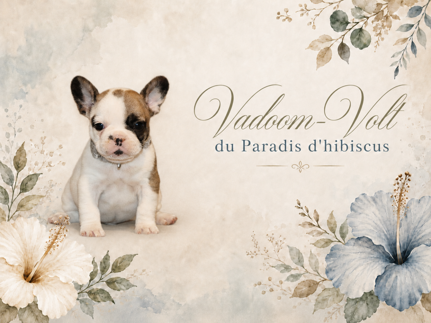 Vadoom-volt Du Paradis D'Hibiscus