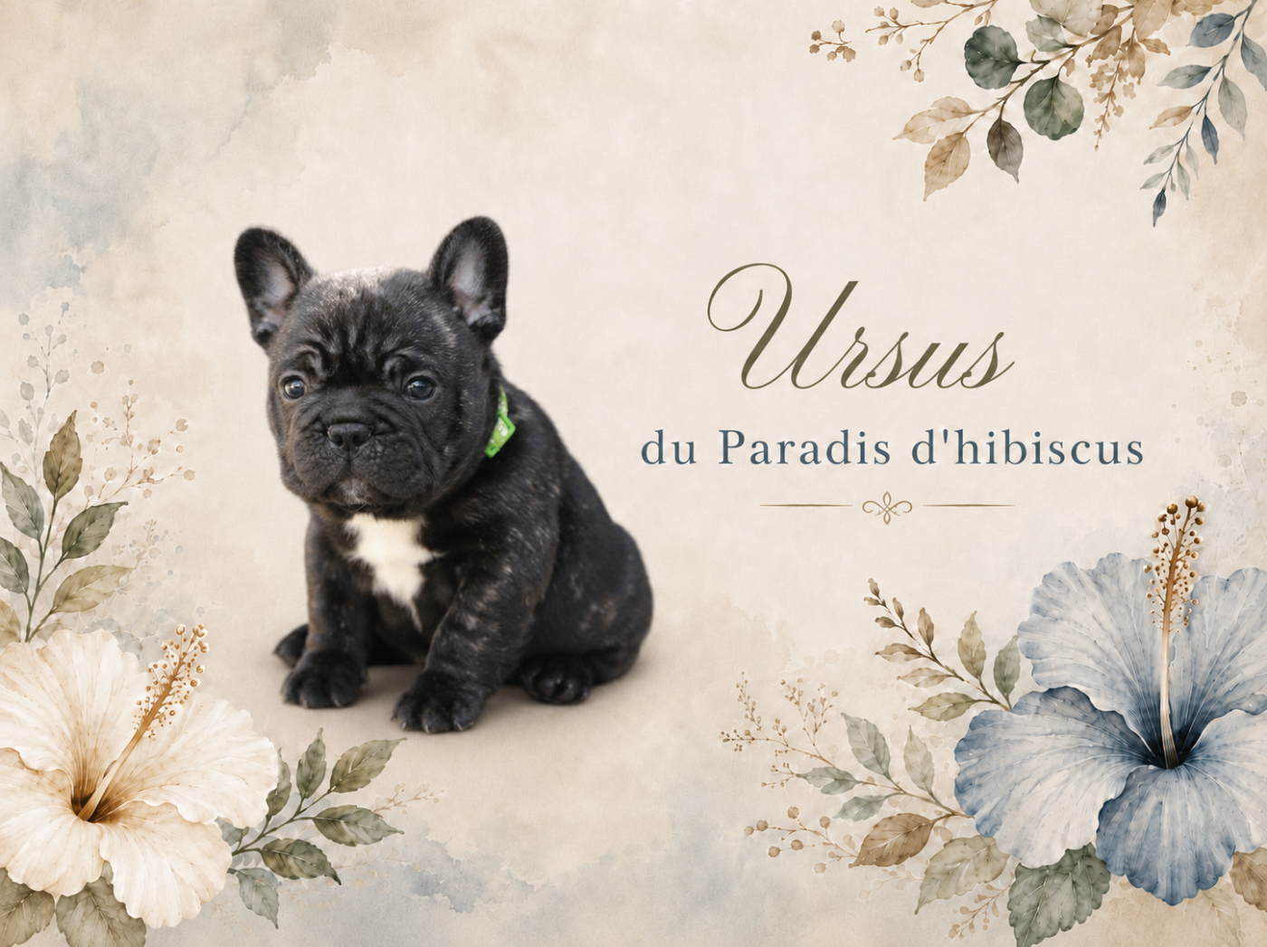 Ursus Du Paradis D'Hibiscus
