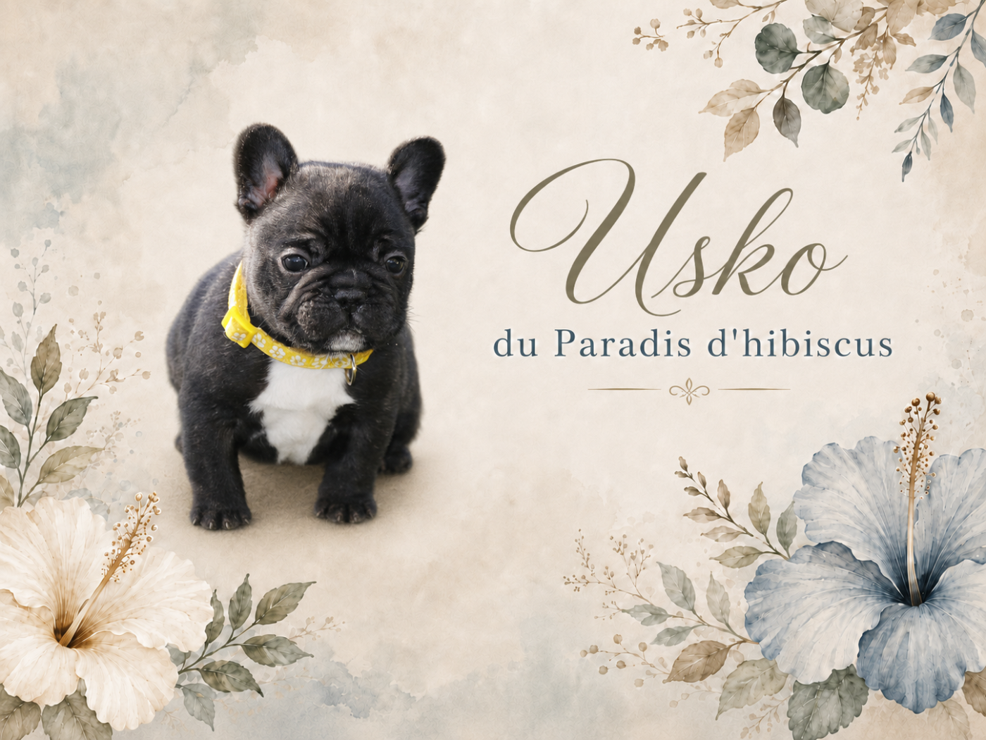 Usko Du Paradis D'Hibiscus