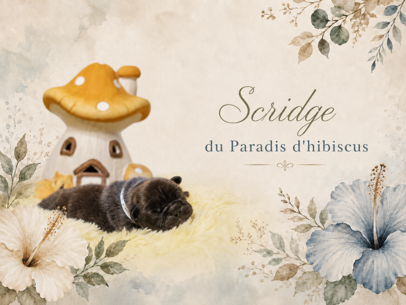 Scridge Du Paradis D'Hibiscus