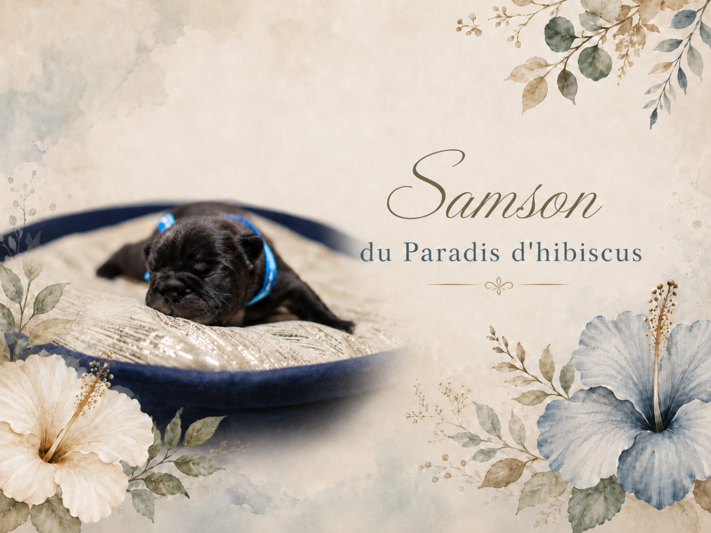 Samson Du Paradis D'Hibiscus