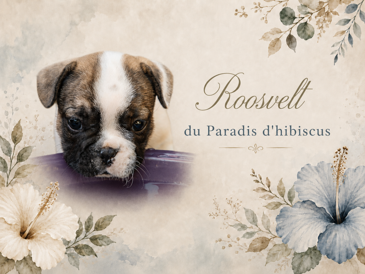 Roosvelt Du Paradis D'Hibiscus