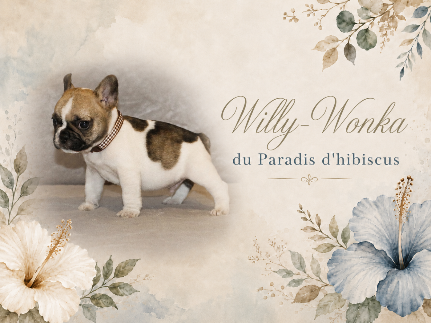 Willy-wonka Du Paradis D'Hibiscus