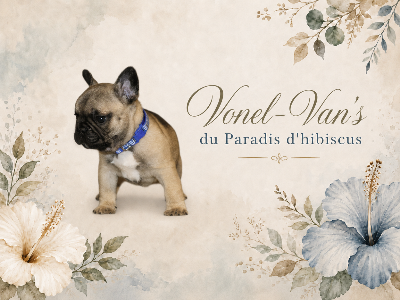 Vonel-van's Du Paradis D'Hibiscus