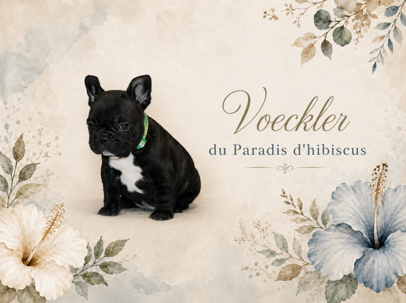 Voeckler Du Paradis D'Hibiscus