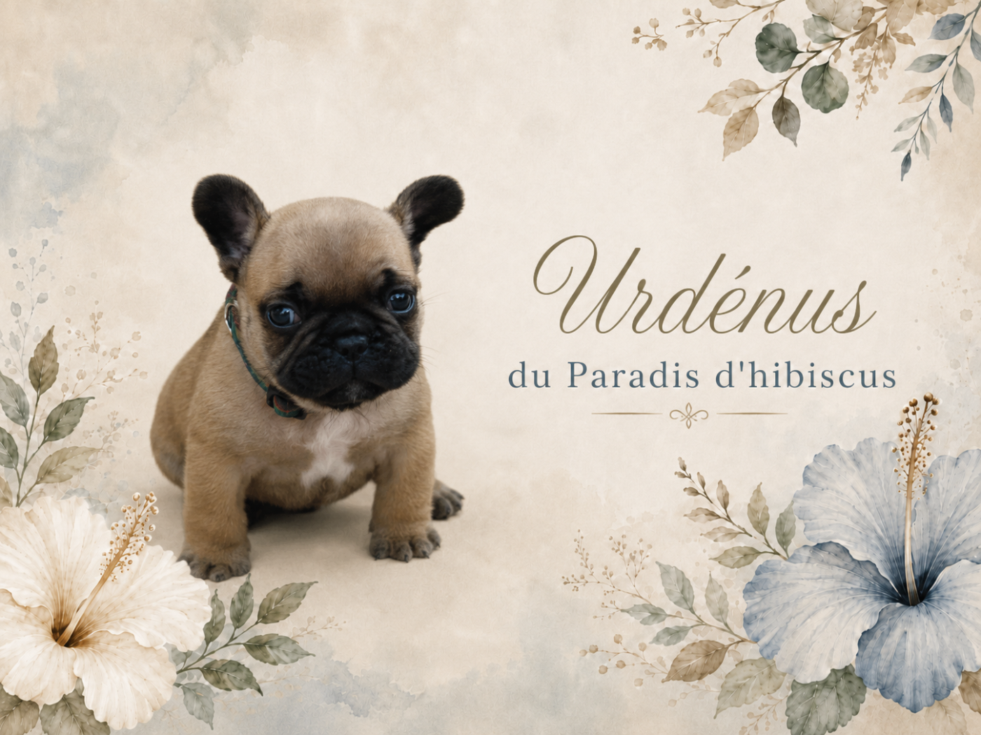 Urdenus Du Paradis D'Hibiscus