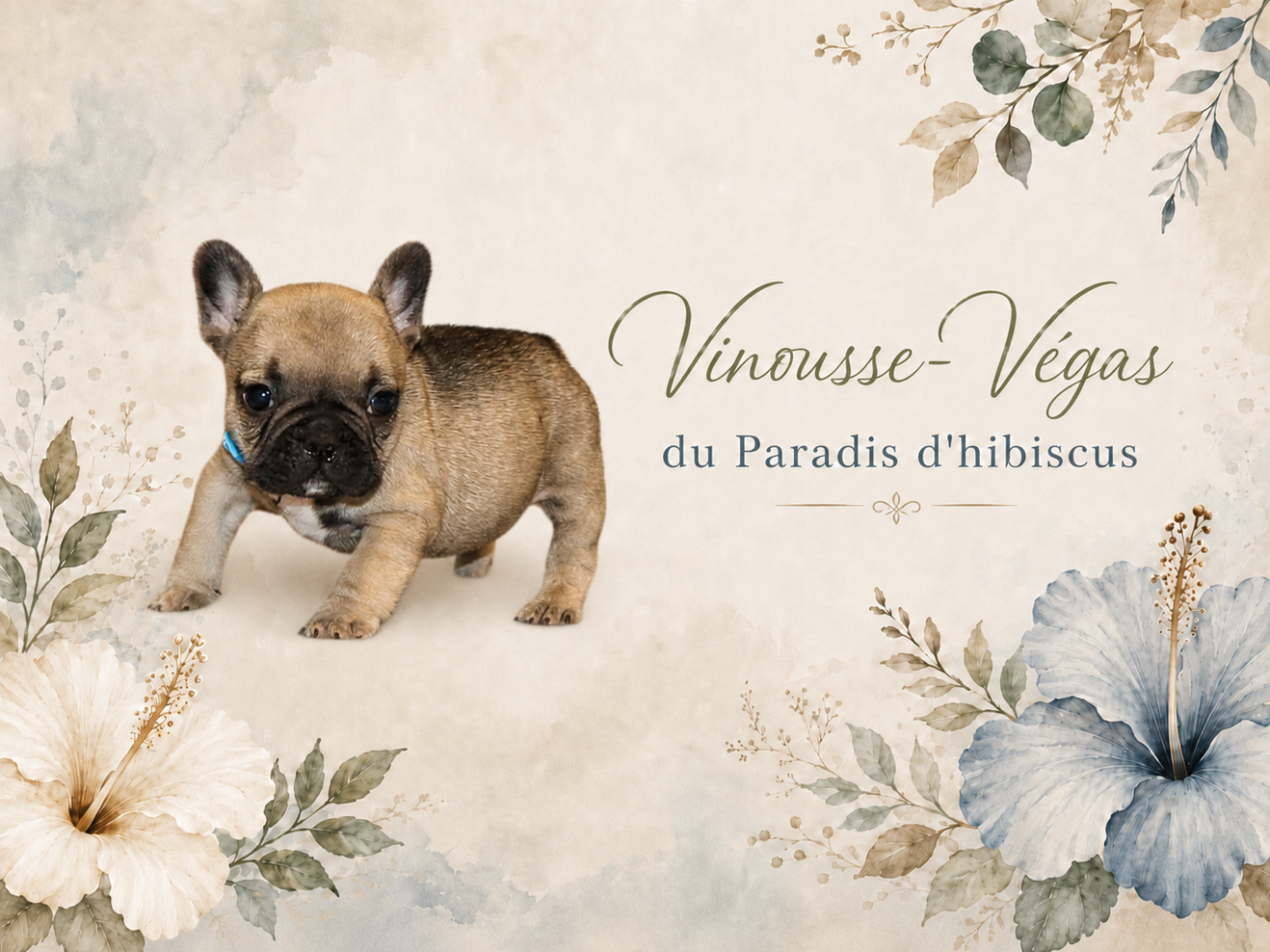 Vinousse-vegas Du Paradis D'Hibiscus