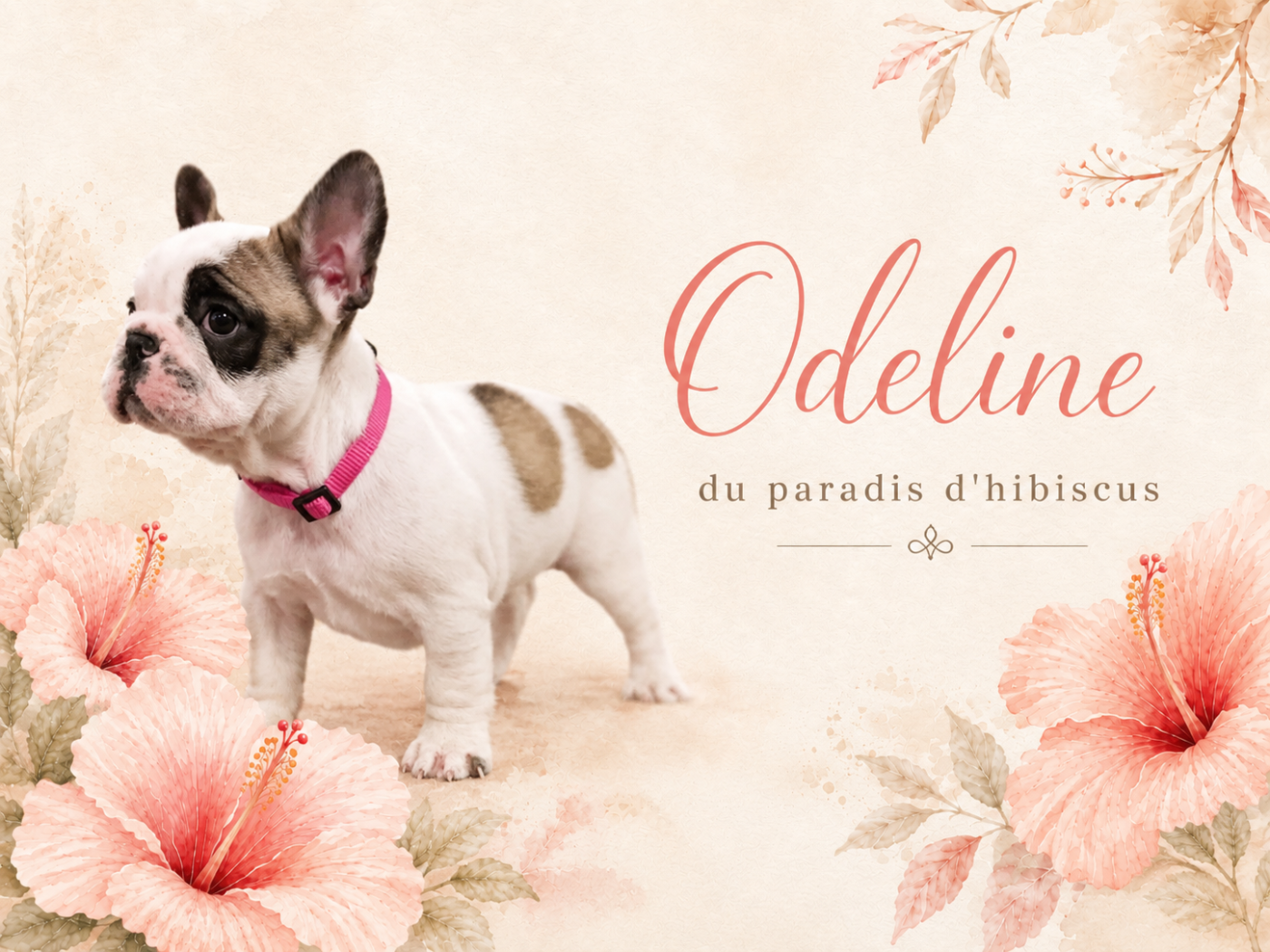 Odeline Du Paradis D'Hibiscus