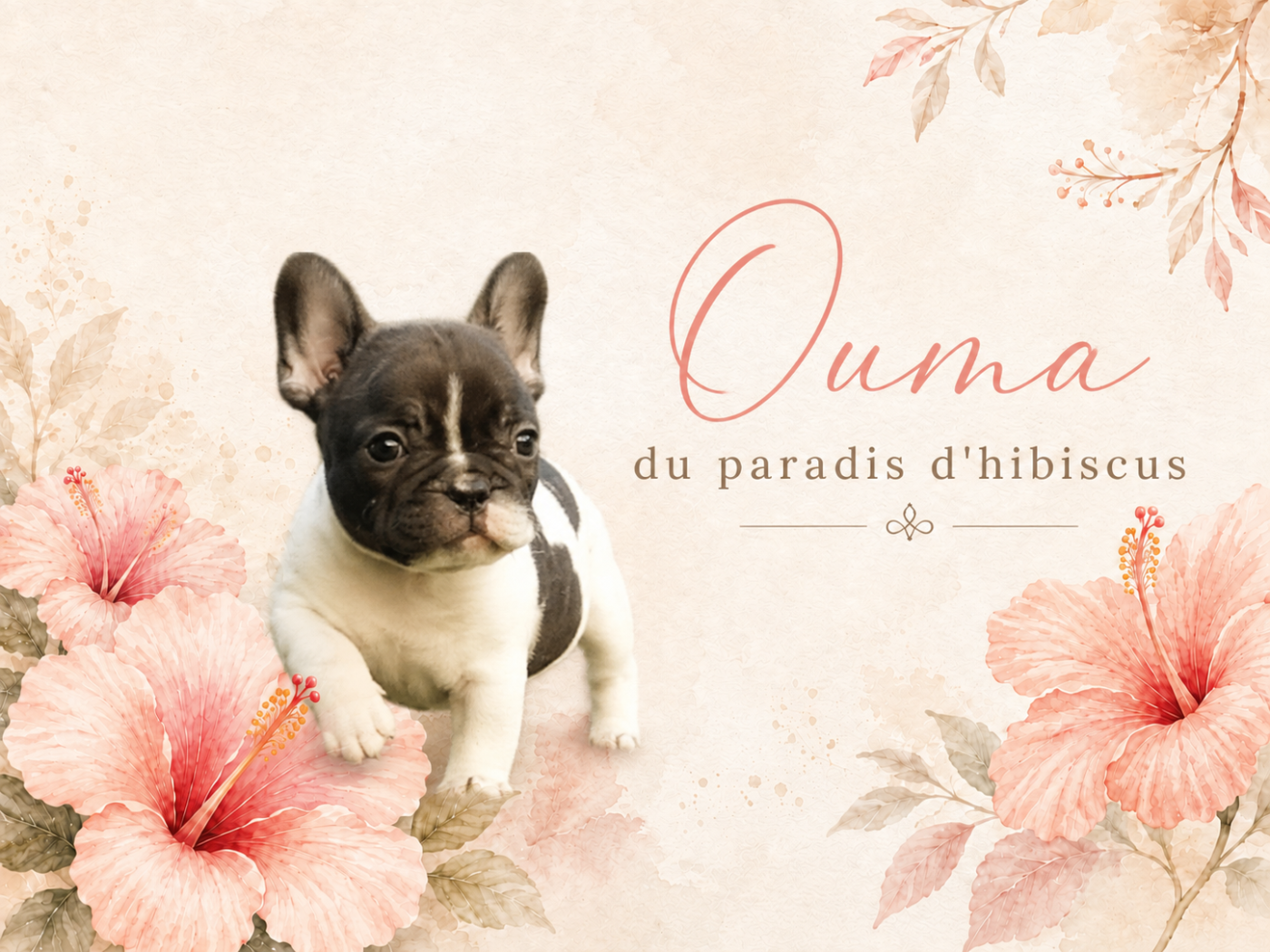 Ouma Du Paradis D'Hibiscus