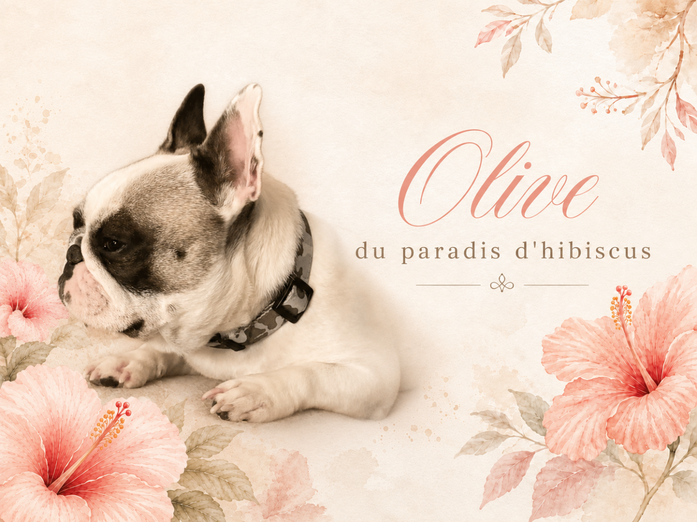 Olive Du Paradis D'Hibiscus