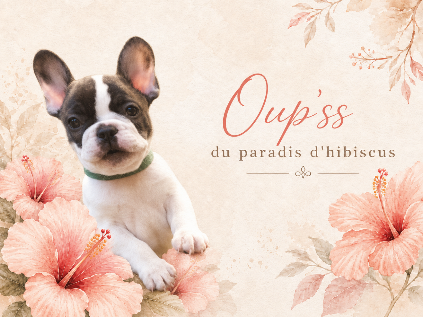 Oup'ss Du Paradis D'Hibiscus