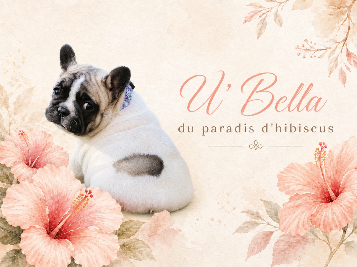 U'bella Du Paradis D'Hibiscus