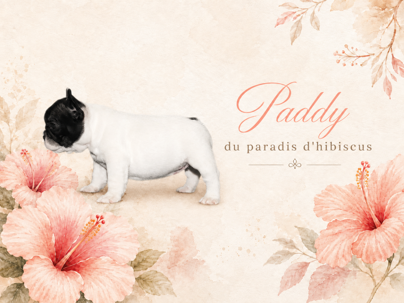 Paddy Du Paradis D'Hibiscus