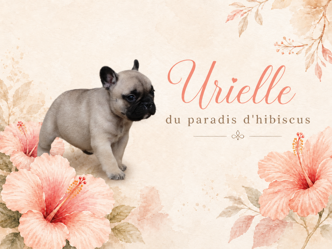 Urielle Du Paradis D'Hibiscus