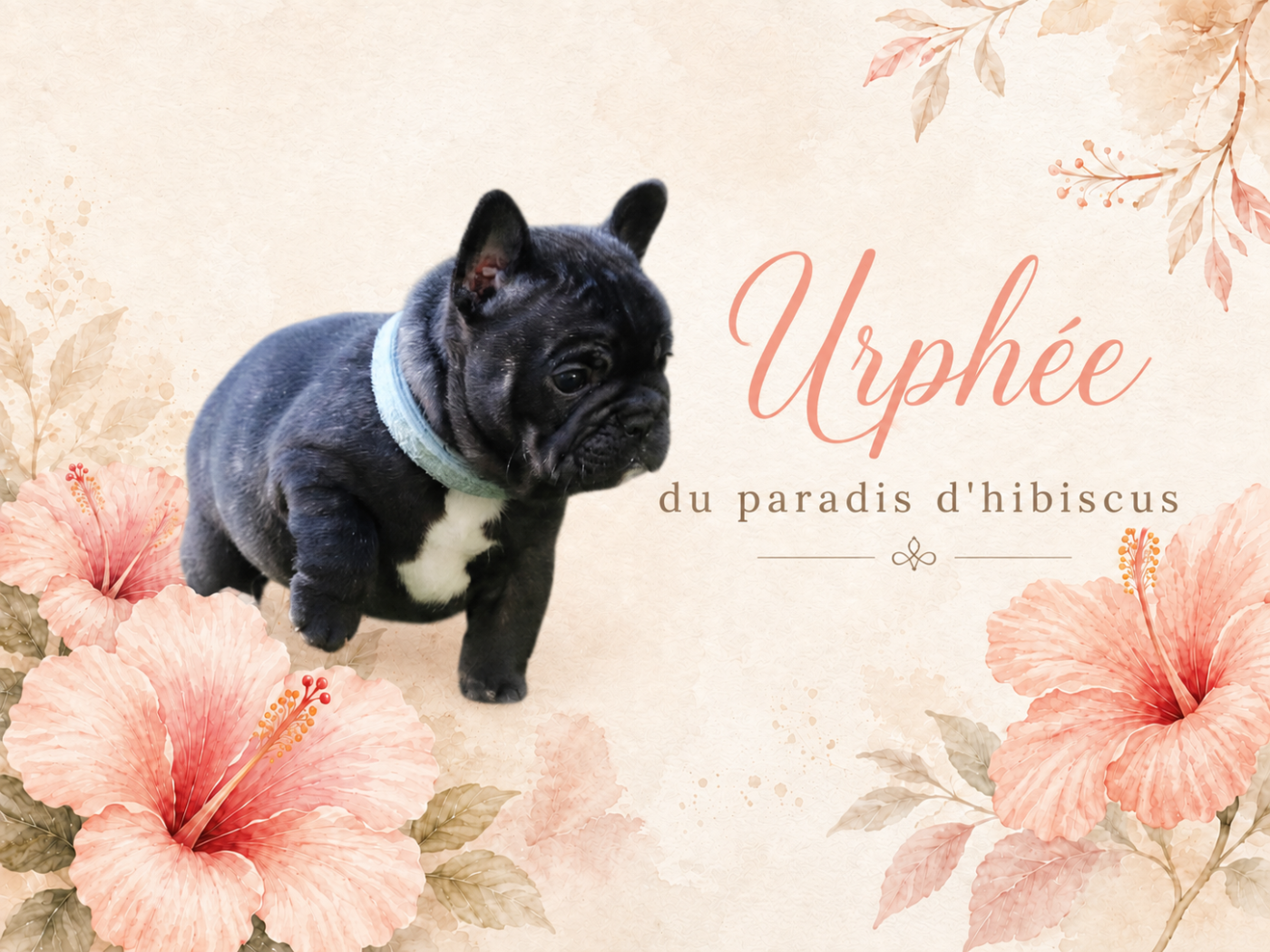 Urphee Du Paradis D'Hibiscus