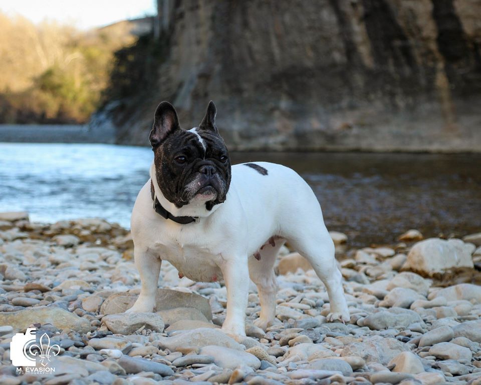Marley victoria de Dalton Family Passion