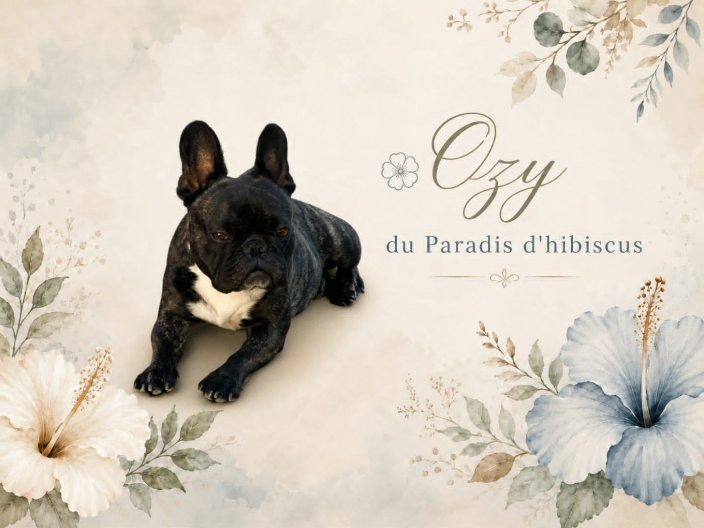 Ozzy Du Paradis D'Hibiscus