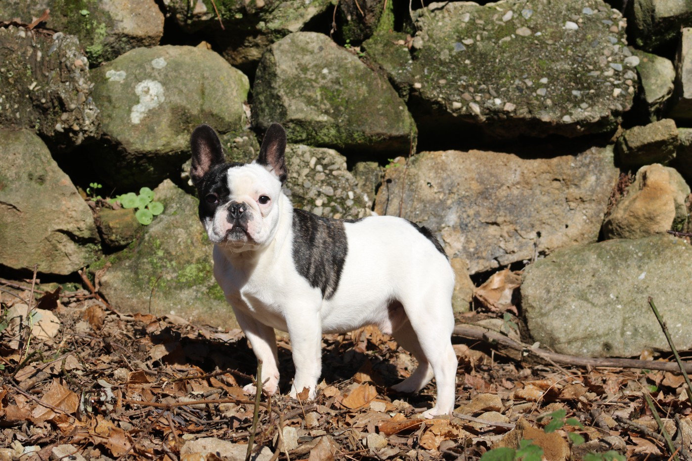 Arwen Du Paradis D'Hibiscus