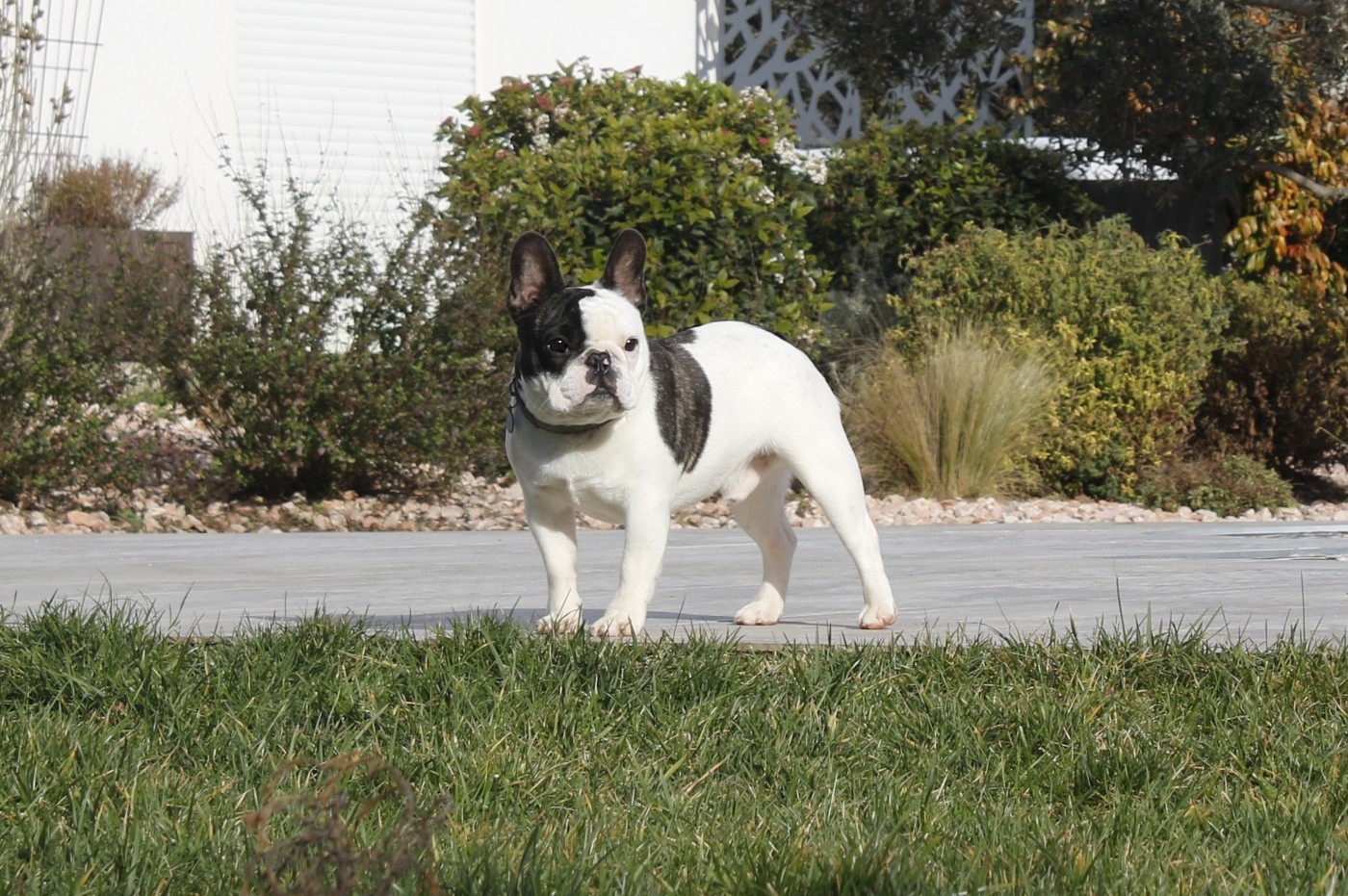 Arwen Du Paradis D'Hibiscus