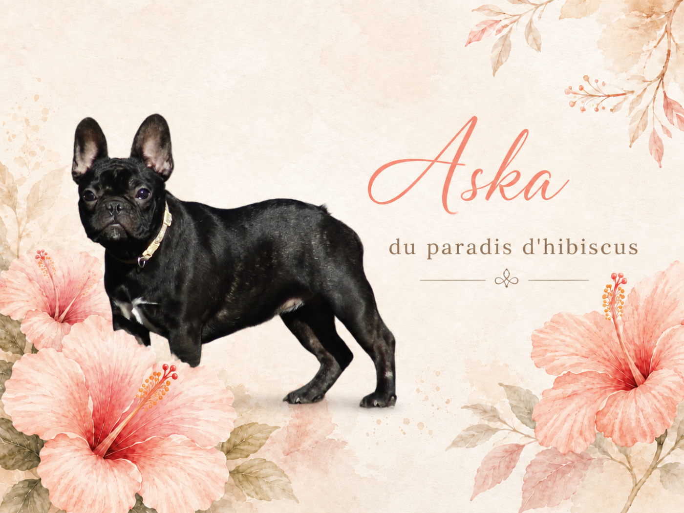 Aska Du Paradis D'Hibiscus