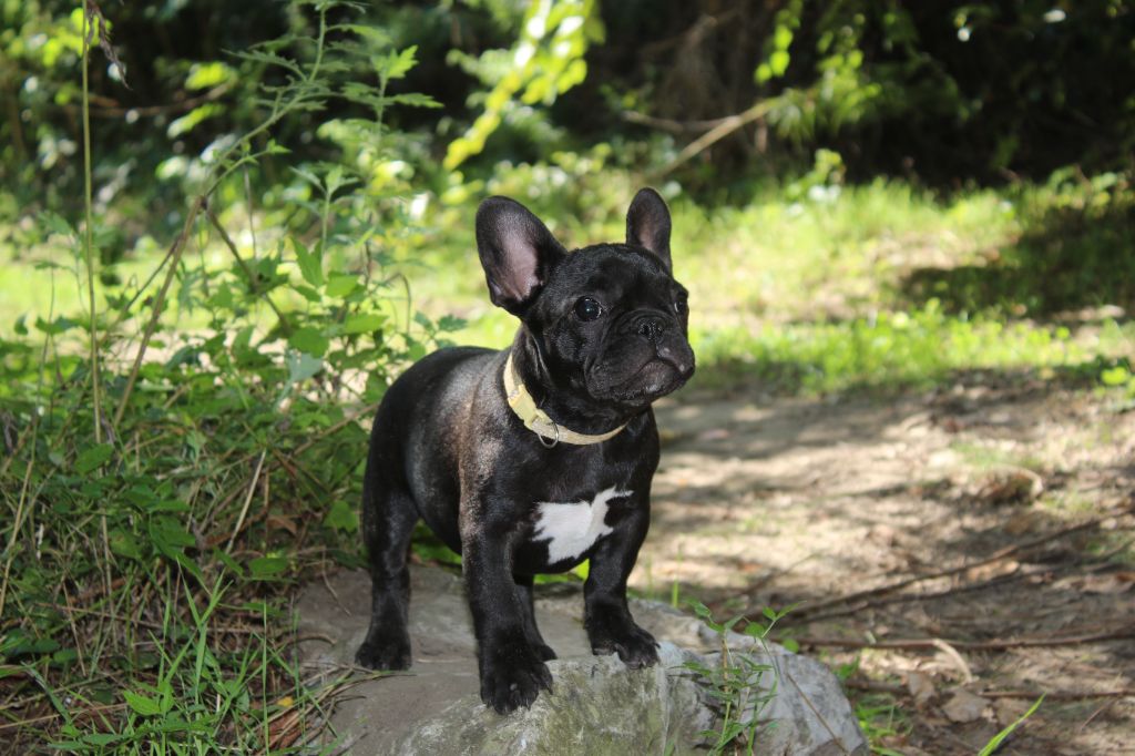 Aska Du Paradis D'Hibiscus