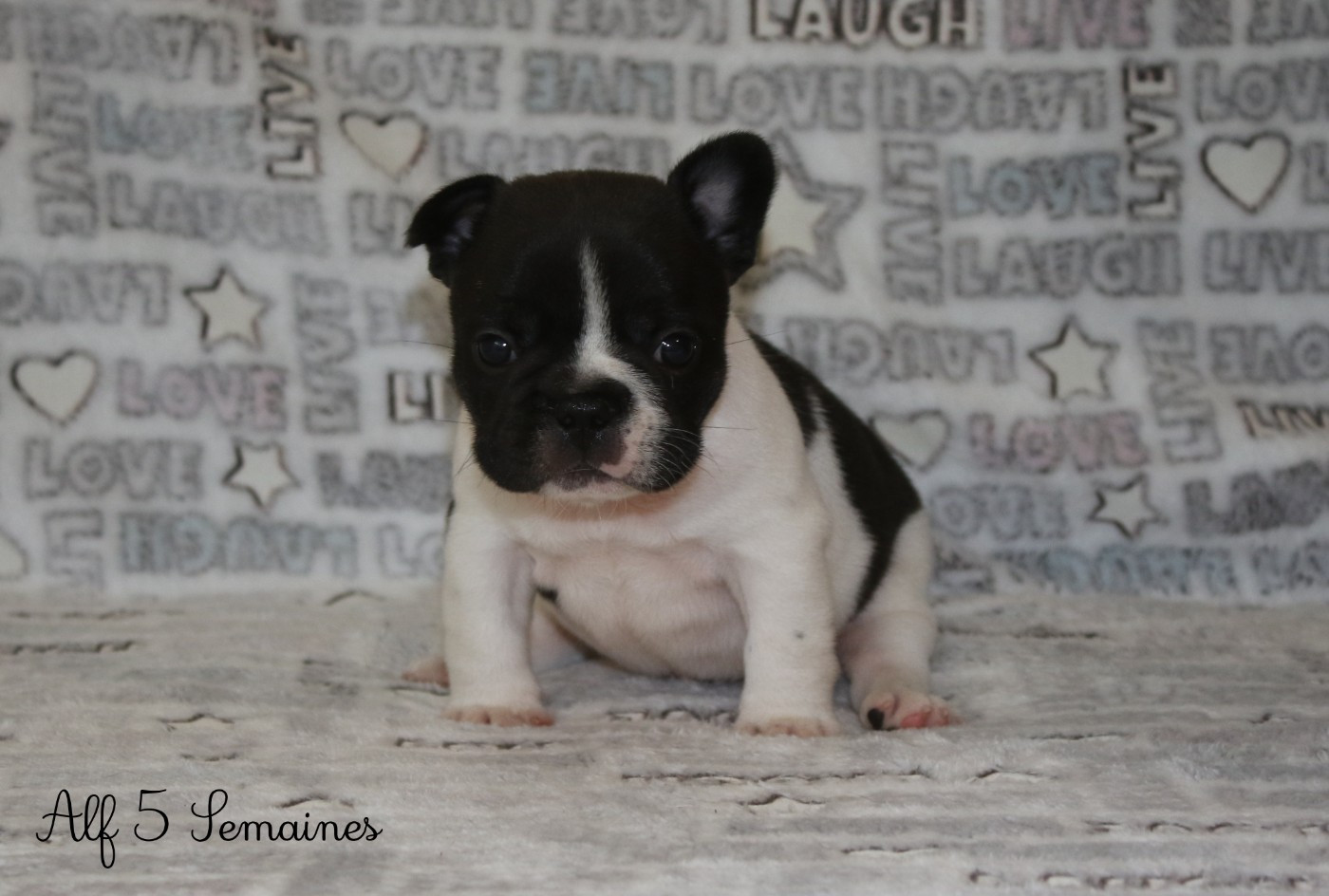 AL'CAPONE Du Paradis D'Hibiscus