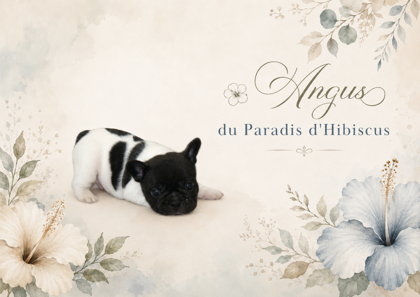 ANGUS Du Paradis D'Hibiscus