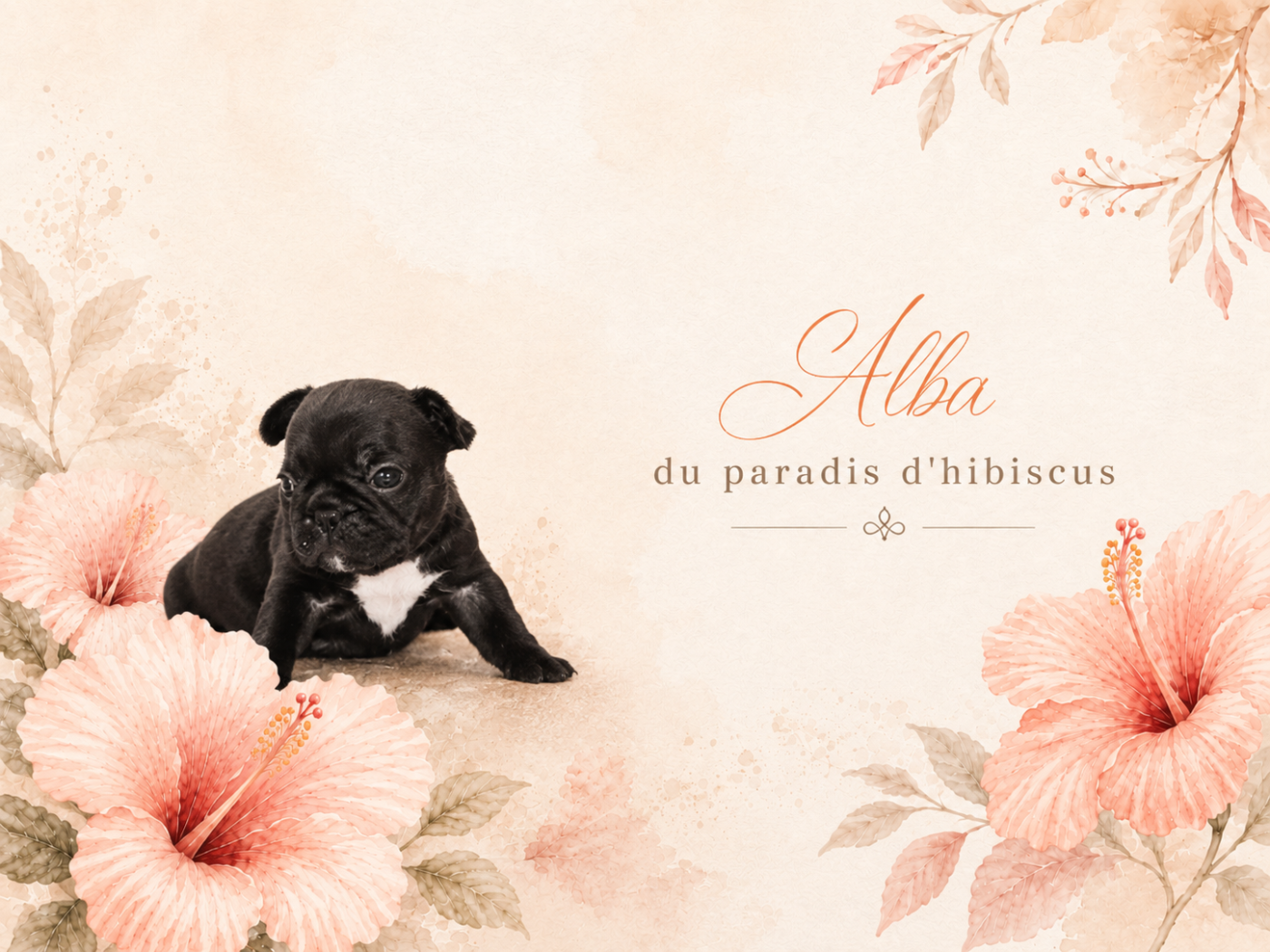 alba Du Paradis D'Hibiscus