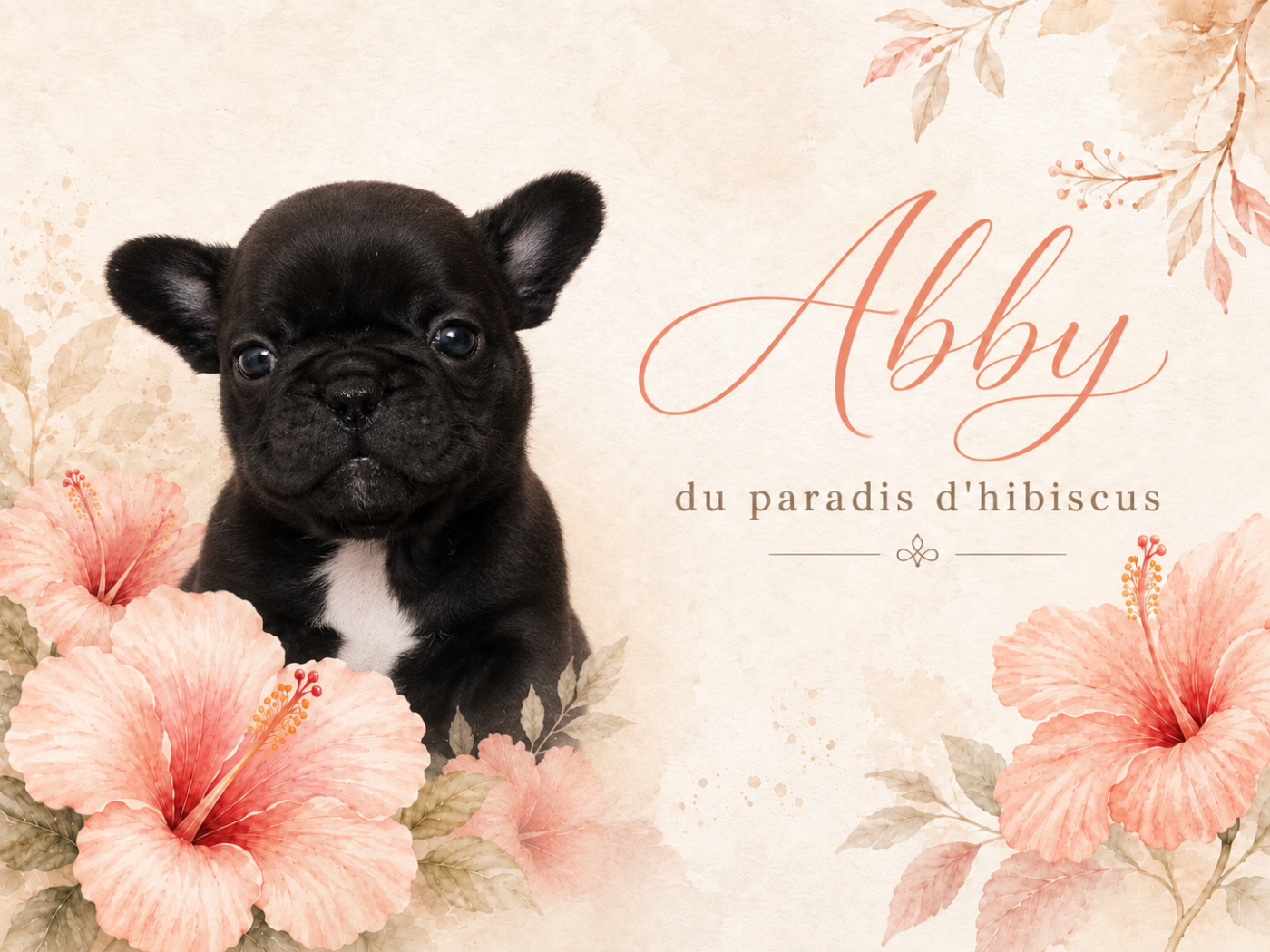 abby Du Paradis D'Hibiscus