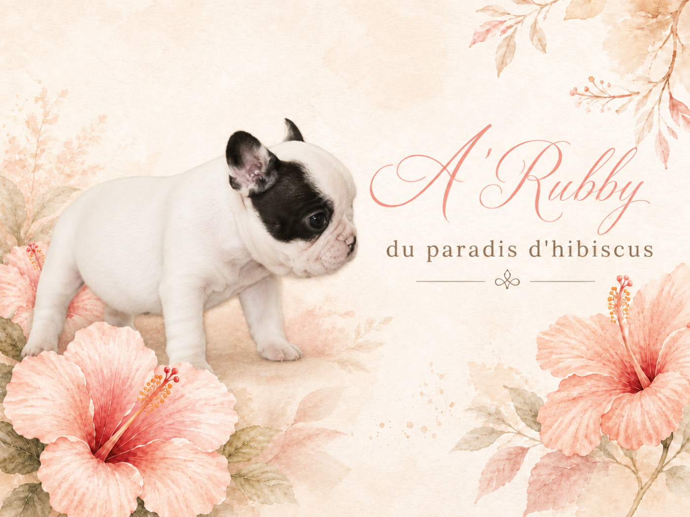 a'rubby Du Paradis D'Hibiscus