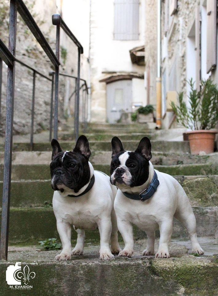 M.Evasion Photographie