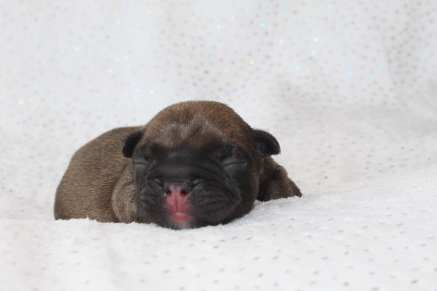 Du Paradis D'Hibiscus - Chiots disponibles - Bouledogue français
