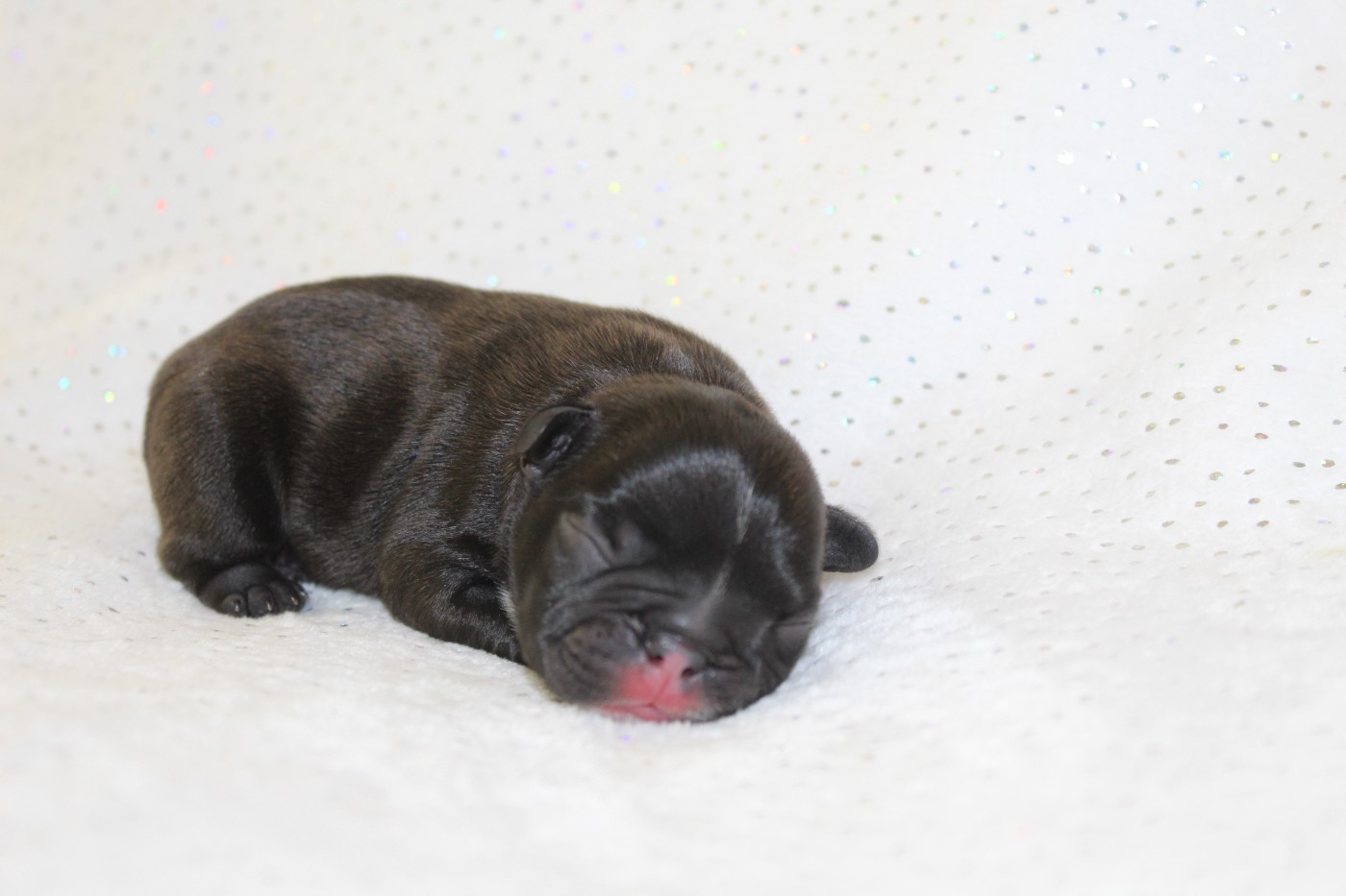Du Paradis D'Hibiscus - Chiots disponibles - Bouledogue français