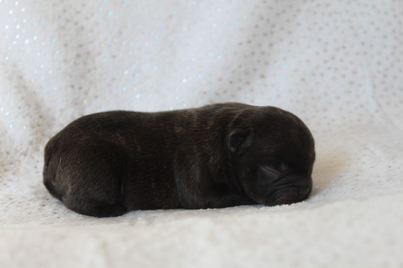 Du Paradis D'Hibiscus - Chiots disponibles - Bouledogue français