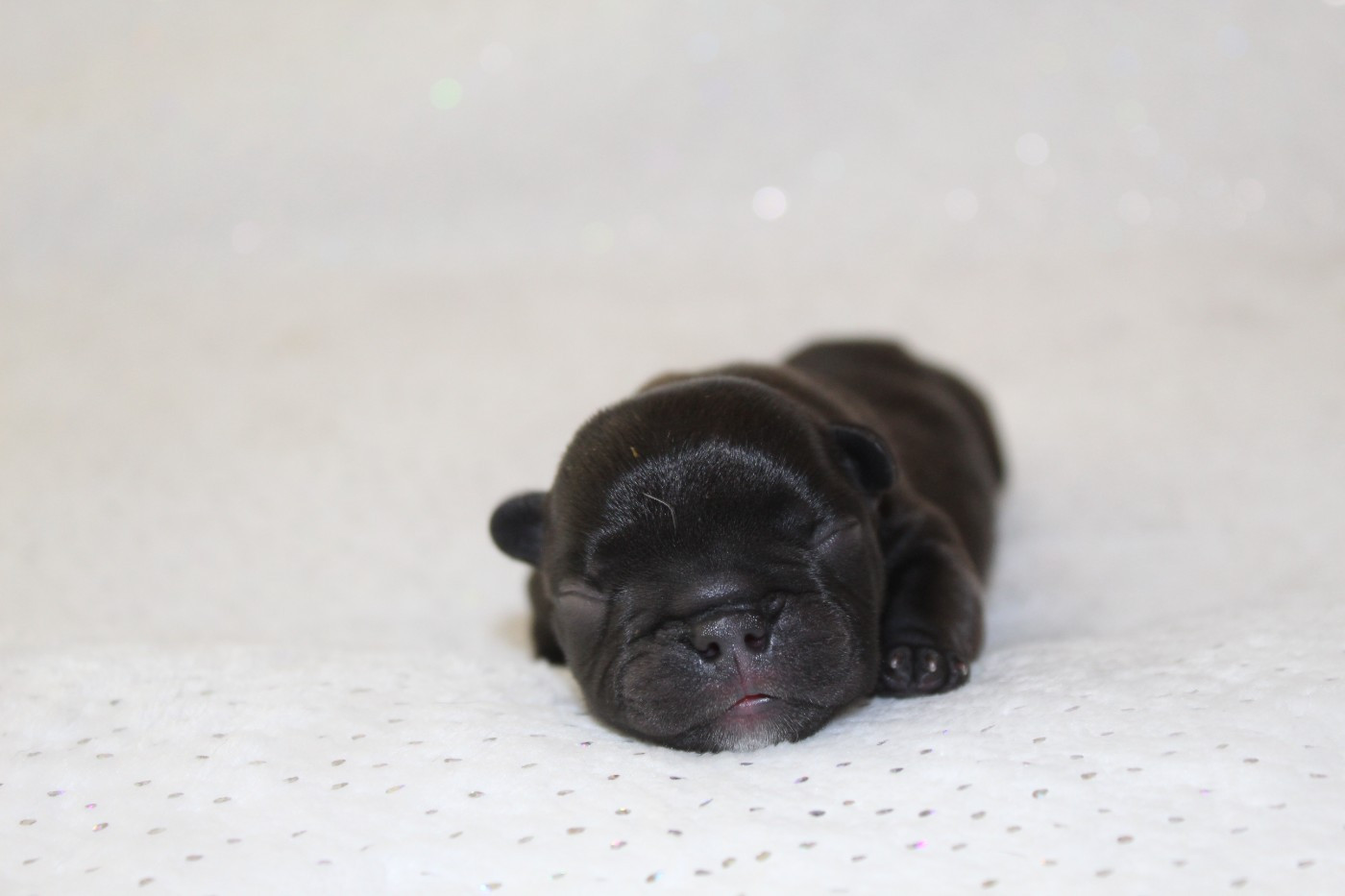 Du Paradis D'Hibiscus - Chiots disponibles - Bouledogue français